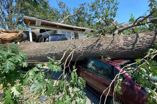 fallen tree on cars outside home
