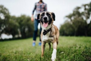 dog and person walking on grass